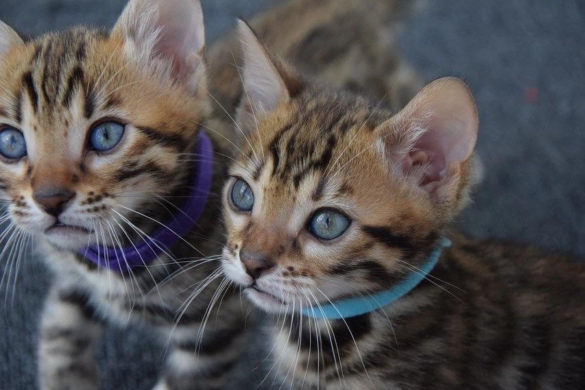 male and female bengal kittens available รูปที่ 3