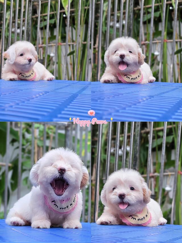 น่ารักเกาหลีเกาใจลูกครึ่งชิสุ