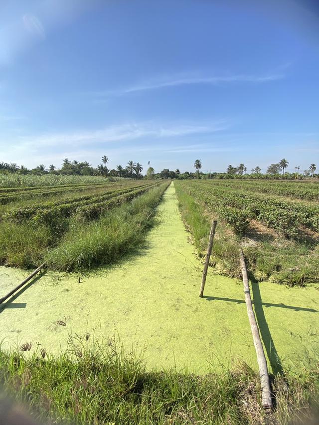 ขายที่ดินนครชัยศรี ราคาคุ้มที่สุดในย่านนี้
