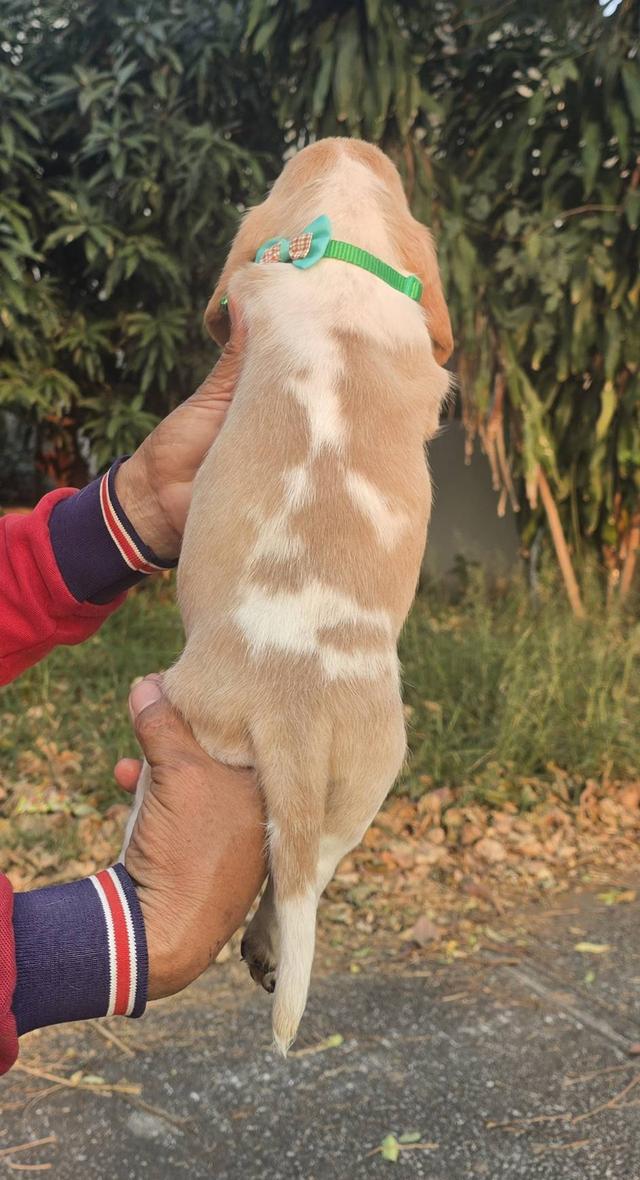 สุนัขบาสเซ็ตฮาวด์เพ็ดสมาคมเต็มใบ รูปที่ 11