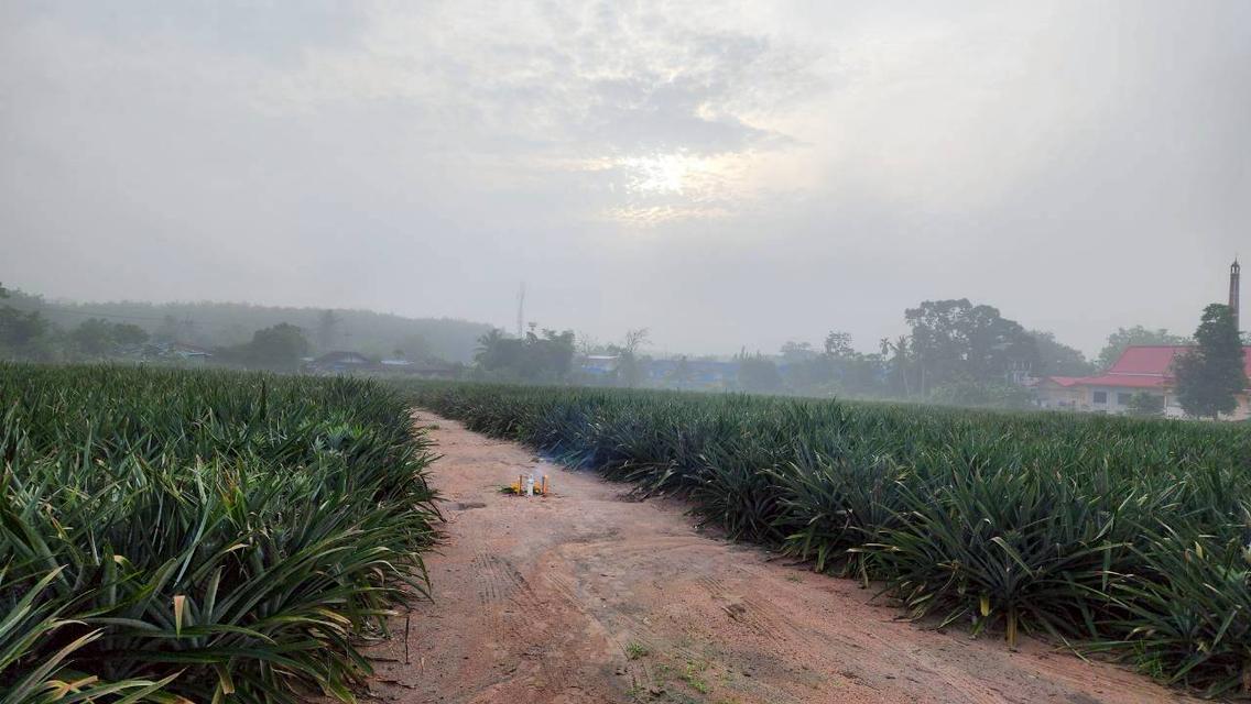 ขายที่ดินผังสีเหลือง ยกแปลง 24-3-43 ไร่ ทำเลทอง ใกล้แหล่งอุตสาหกรรม ต.เขาคันทรง อ.ศรีราชา จ.ชลบุรี 3