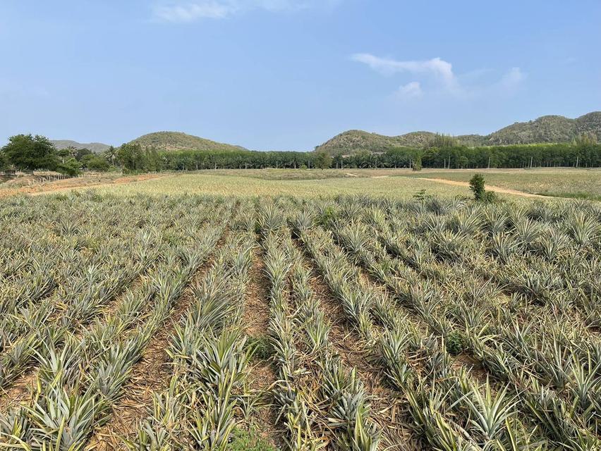 ขายที่ดิน ประจวบคีรีขันธ์ 6