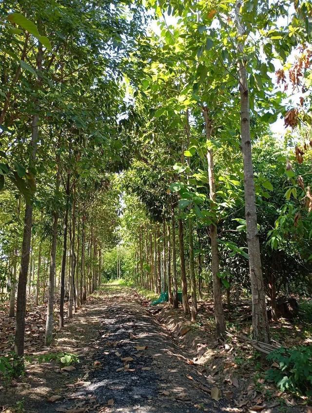 ขายบ้านสวนพร้อมที่ดินอำเภอจักราชจังหวัดนครราชสีมา บ้านหนองคล้าถนนเทศบาล20ซอย4