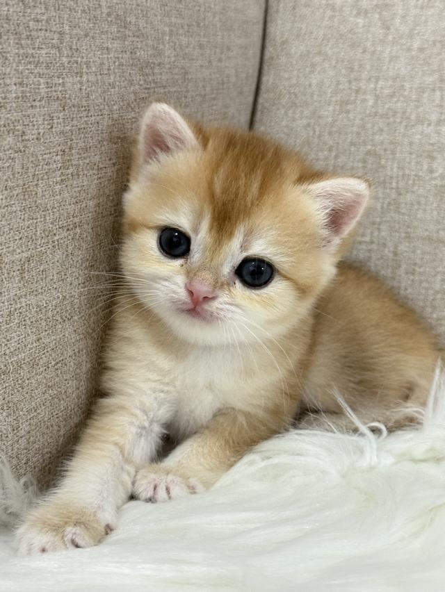 British Shorthair