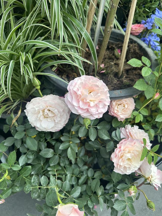 ดอกกุหลาบสายพันธุ์ต่างๆ