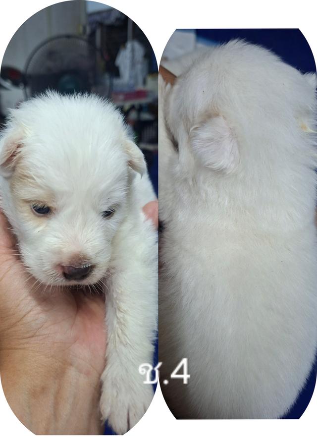 บางแก้วแท้ 100%กรุงเทพฯตลิ่งชัน