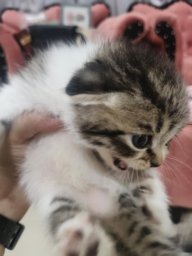 สก็อตติช หูพับ ชาย ❤️🏡 พร้อมย้ายบ้าน น้องอยู่ปทุมธานี นวนคร🏡❤️😻🏡 รูปที่ 9