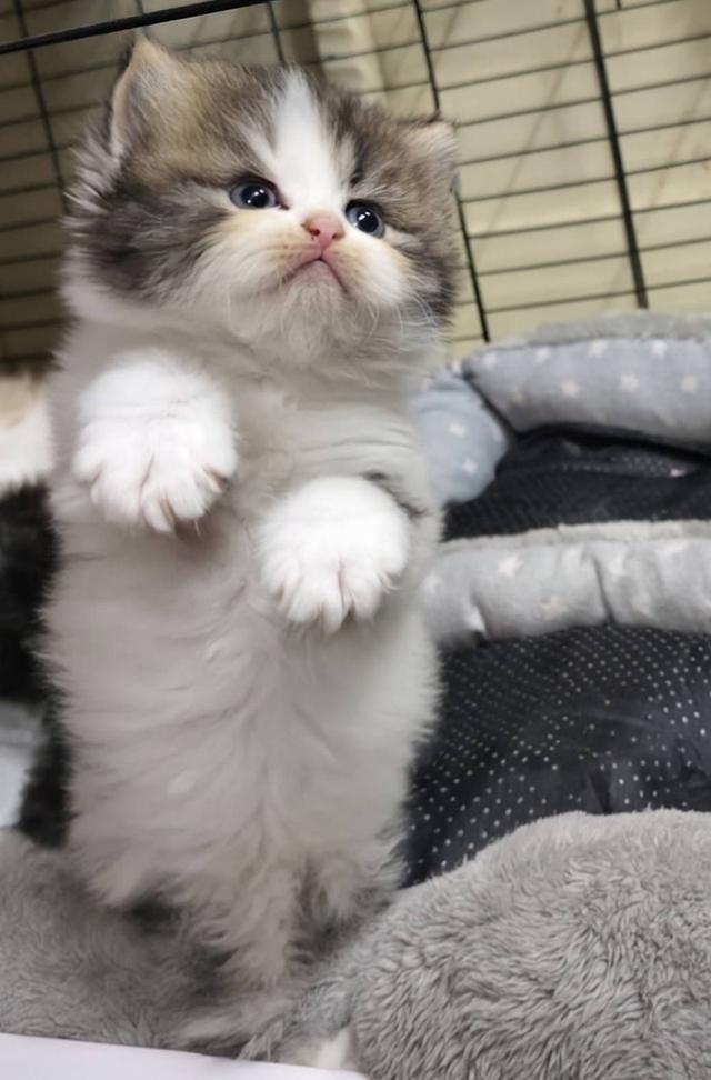 ลูกแมวเปอร์เซีย