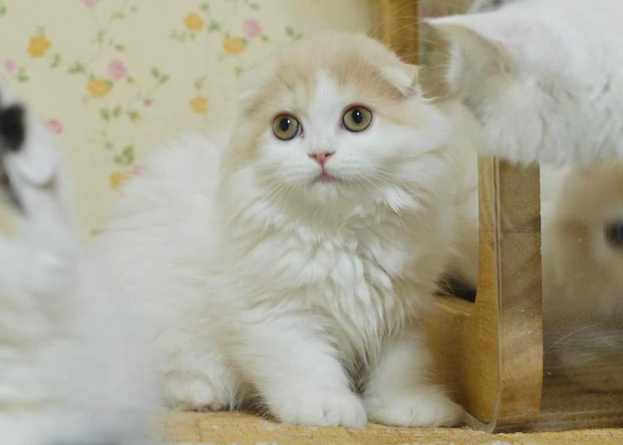 ขายสกอตติช โฟลด์ (Scottish Fold)  3