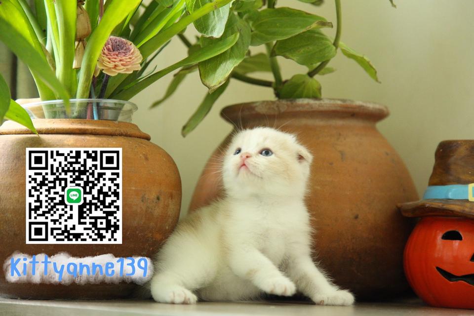 แมวสก็อตติชบริติชแท้ 16