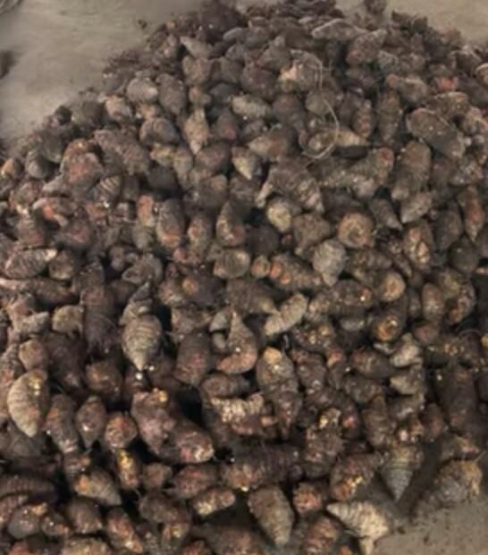 แม่ขมิ้นทาวัวชน,ทาไก่