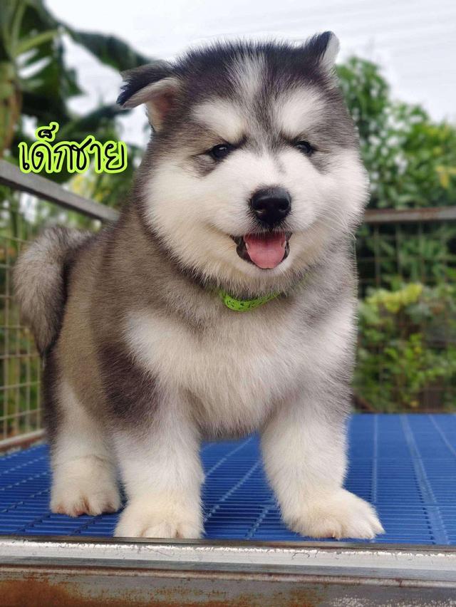 Siberian husky ไซบีเรียนฮัสกี้ รูปที่ 5