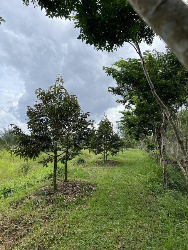 ที​่​ดินพร้อมสวนและบ้านวิวเขาใหญ่ 7