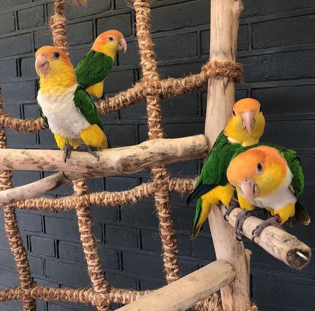Caique parrots | WhatsApp me : +66 63 826 3042 รูปที่ 2
