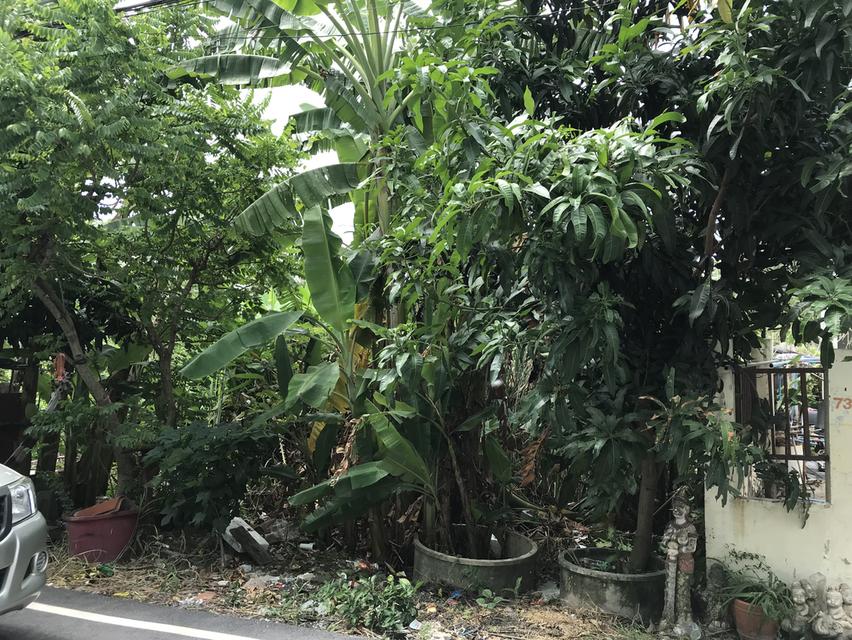 ที่ดินรังสิตคลอง2 1. ที่ตัง  ตำบลประชาธิปัตย์ อ.ธัญญบุรี จ.ปทุมธานีคลอง2 5