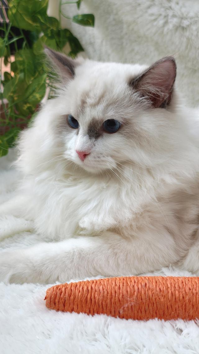 ลูกแมวแร็กดอลล์สายพันธุ์แท้ ดวงตาสีฟ้าสวยงาม 🐾💙 รูปที่ 8