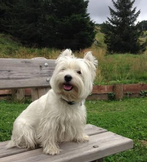 West Highland White Terrier ขนนิ่มๆน่ารักมาก 2