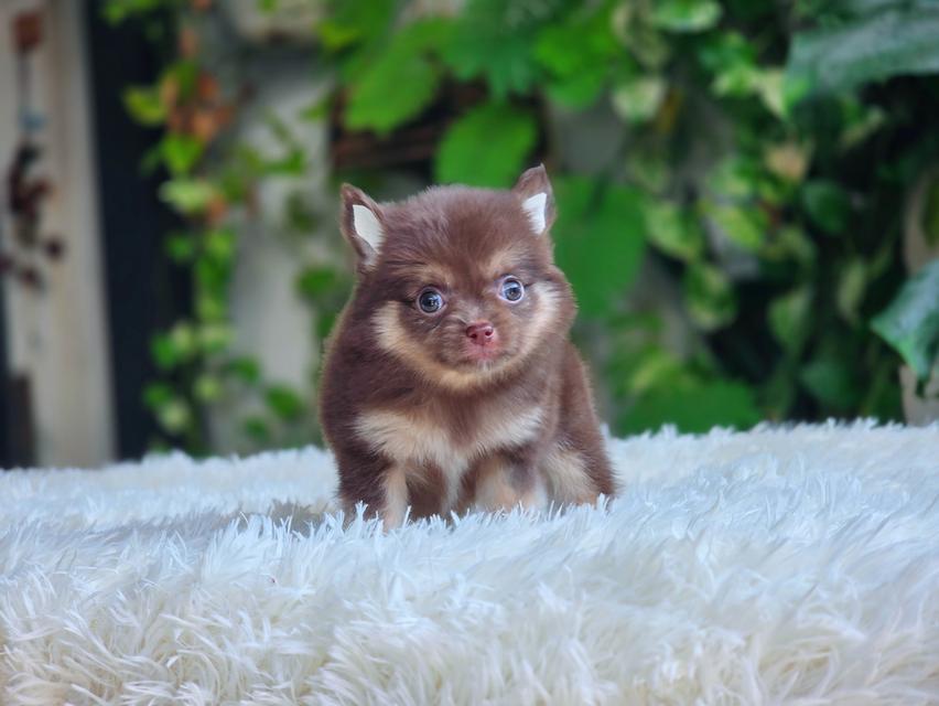 Chihuahuaสีช็อคเพศผู้ 4