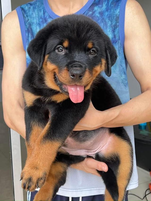 Rottweiler Puppies Available for sale รูปที่ 2