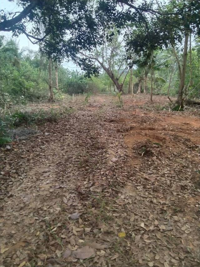 ขายที่ดินเปล่าติดทะเลอ่าวสลักเพชร จำนวน2ไร่ ( มีโฉนด )  2
