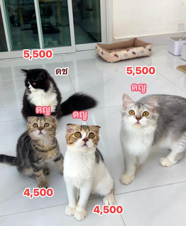 แมว สก๊อตติช