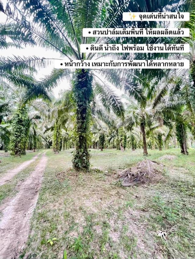 ที่ดินจังหวัดชุมพรหลังสวน 2