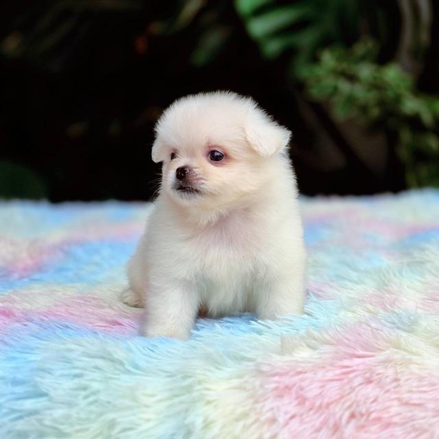 ปอมผสมชิวาวาเพศผู้ 11