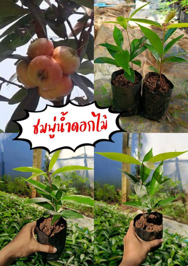 ต้นชมพู่น้ำดอกไม้ (3ต้น)
