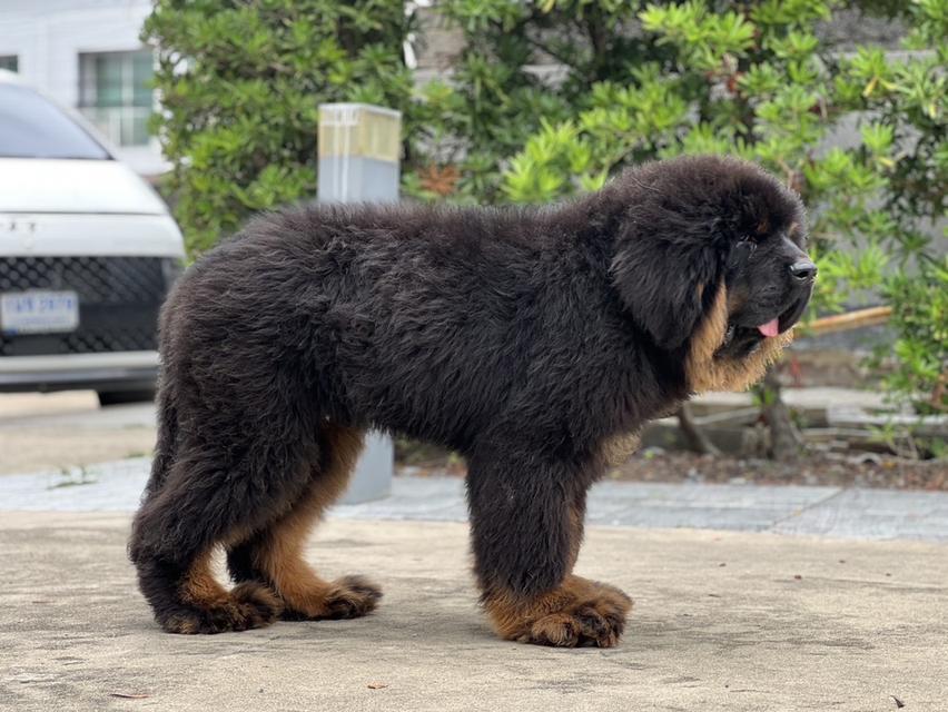 ทิเบตันมาร์ฟทิฟ นำเข้าจากประเทศจีน