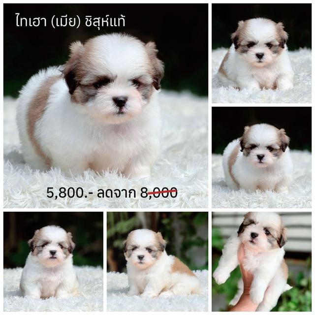 ชิสุแท้ พิกัดรามอินทรา