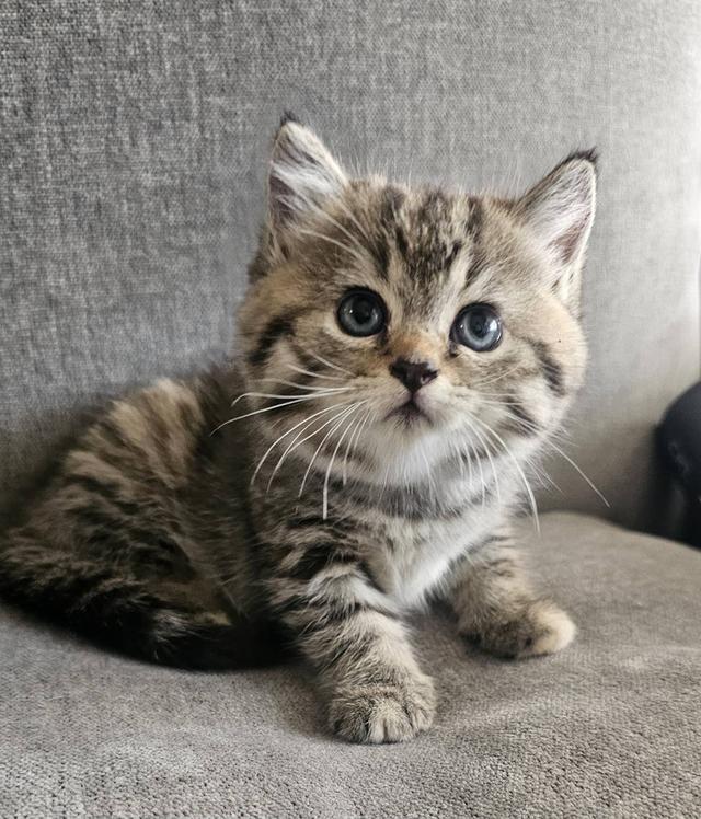 สก็อตติชโฟลด์ เสือสาว 7