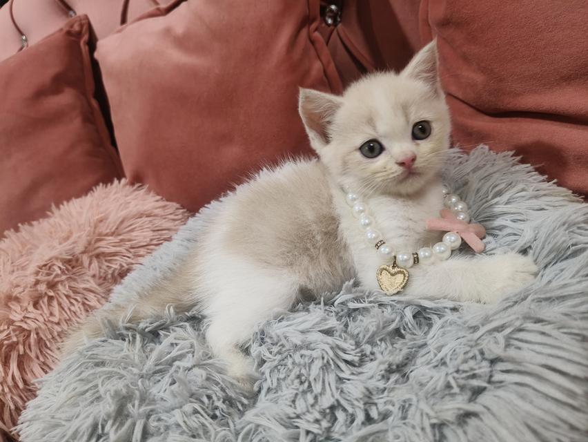 เด็กชาย สีชานม ขาว หาบ้าน🏠🏡😻 รูปย่อยที่ 4