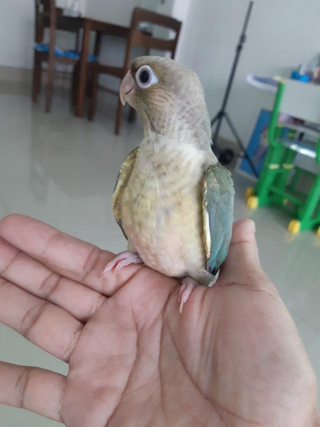 นกกรีนชีคคอนัวร์ สีบลูพายแอปเปิ้ล นกเชื่องโตจากลูกป้อน
