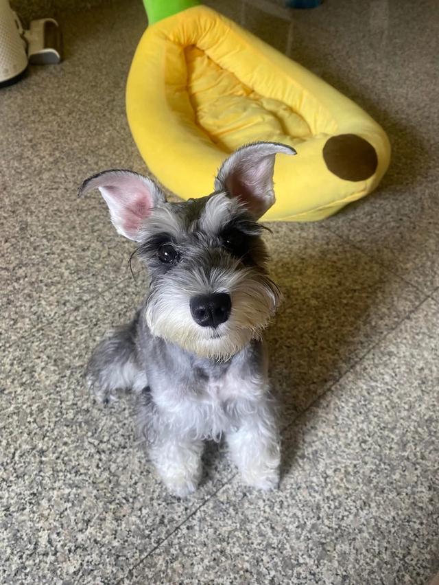 สุนัข Schnauzer ตัวเมีย 3