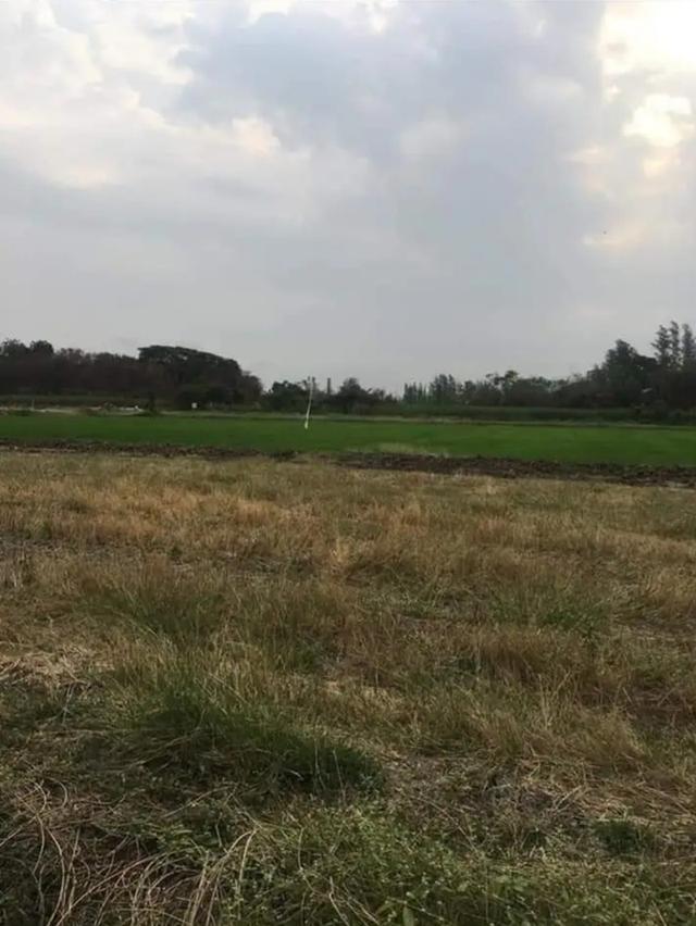 ขายที่ดินสีม่วงอมแดง อ แก่งคอย จ.สระบุรี 4