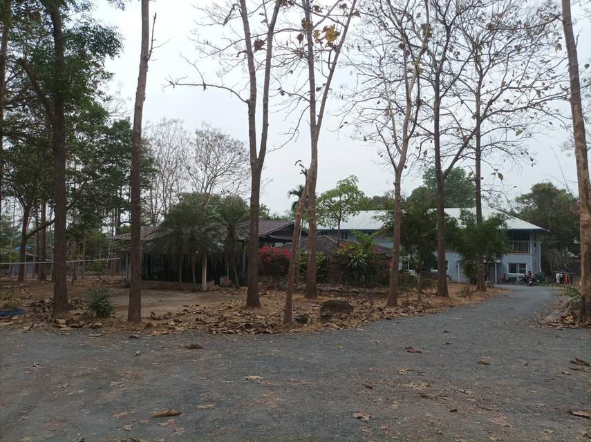 ขายที่ดินพร้อมสิ่งปลูกสร้าง ต.เชิงดอย อ.ดอยสะเก็ด จ.เชียงใหม่ 5