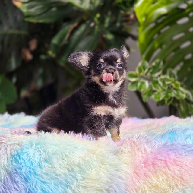 ชิวาวาขนยาวหนุ่มหล่อสีแบล็คแทน 2