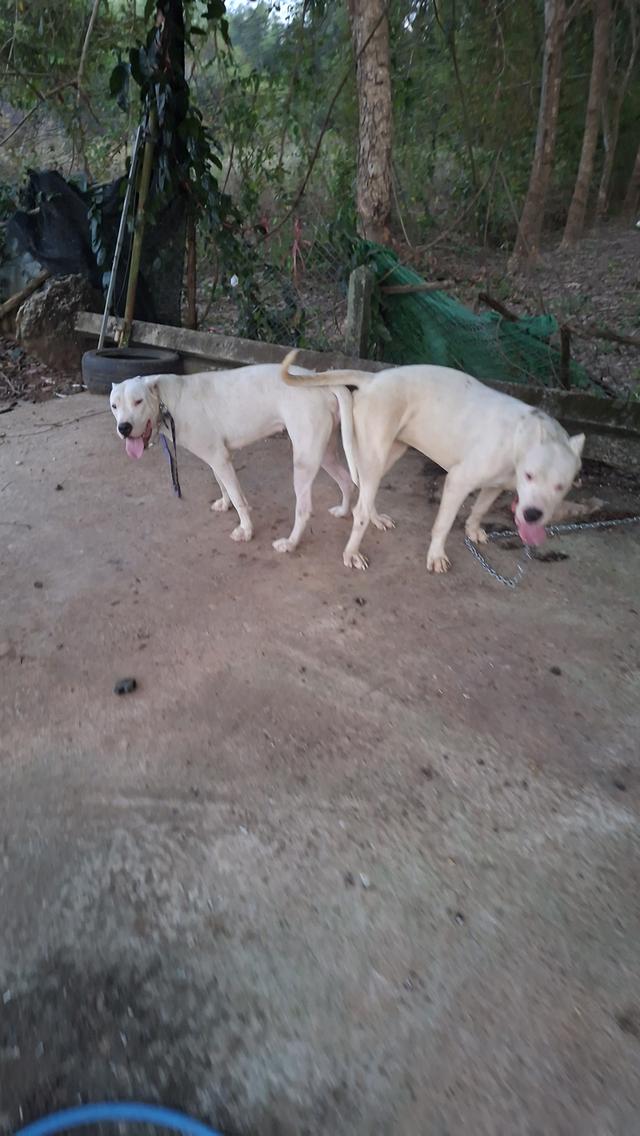 ขายพ่อแม่พันโดโกผสมแล้ว