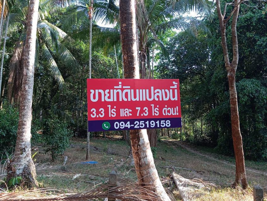 ที่ดิน ติดถนนคนเดิน ระนอง (ไร่ละ 1.8 ล.) 6