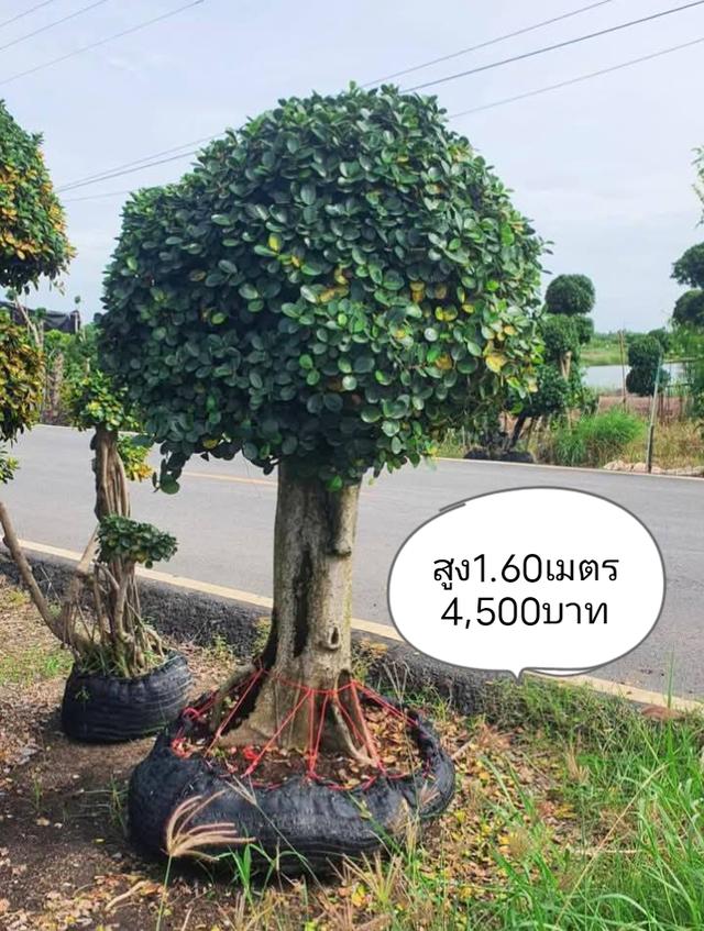 ไทรต่อยอดช้อนเงินช้อนทอง