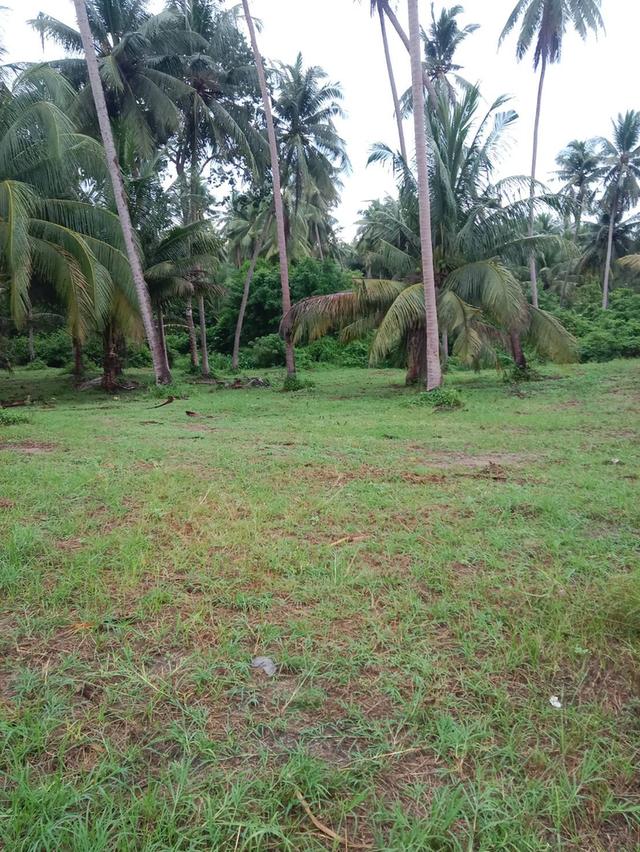🌊 Large Land Plot Near the Sea — Perfect for Ultimate Privacy 2