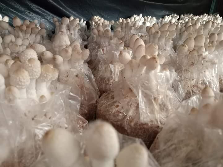 ก้อนเชื้อเห็ดโคนน้อย พร้อมคู่มือการเปิดดอก 6