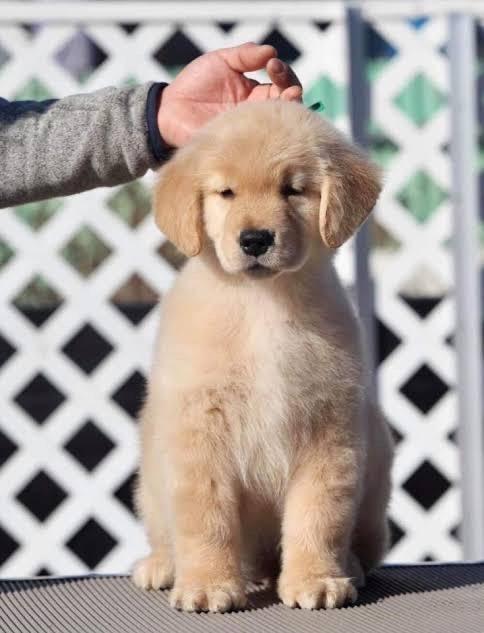 golden Retriever  3