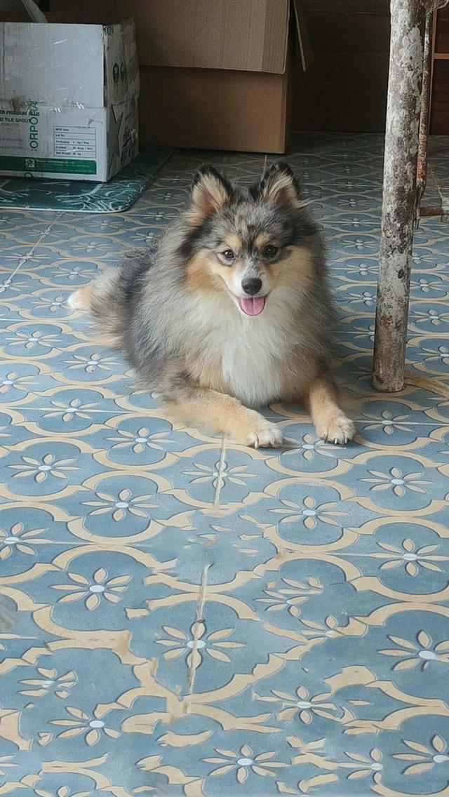 เปิดแบ่งแม่พันธุ์ปอม Blue Merle อายุปีกว่า #ผสมแล้วรอลุ้นท้อง พ่อพันธุ์สวย