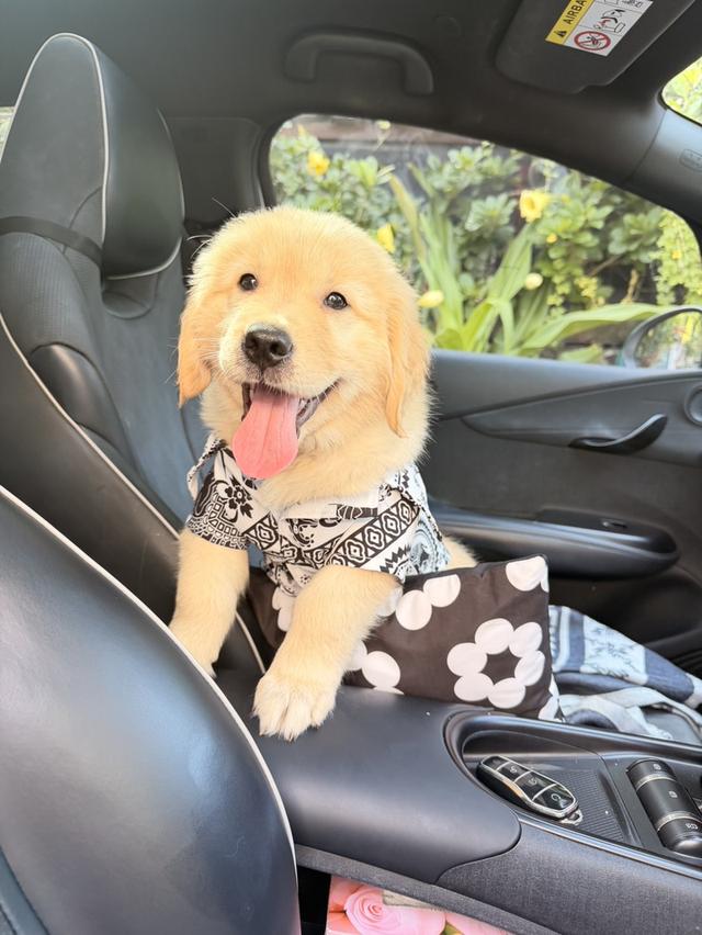 สุนัขโกลเด้น รีทรีฟเวอร์