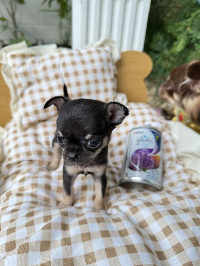 ชิวาว่าทีคัพ เด็กหญิง  ไซส์ทีคัพ น้ำหนัก 0.4ขีด