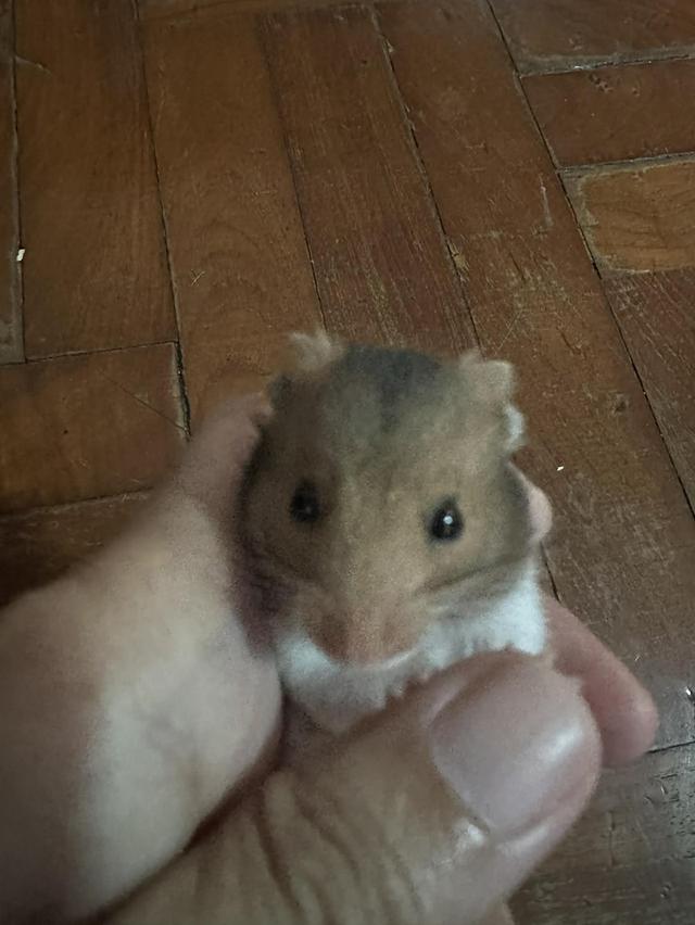 แฮมเตอรน่าฟัดค่ะๆๆๆๆๆๆ 2