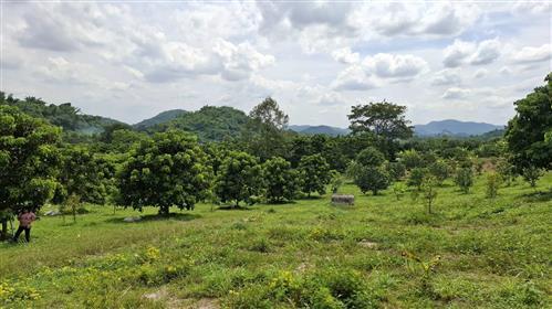 ที่ดิน แปลงเล็ก  กลาง  ใหญ่ สำหรับผู้สนใจหาซื้อไว้ 4