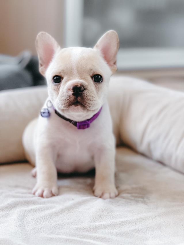 French Bulldog สายเลือดแชมป์ 6