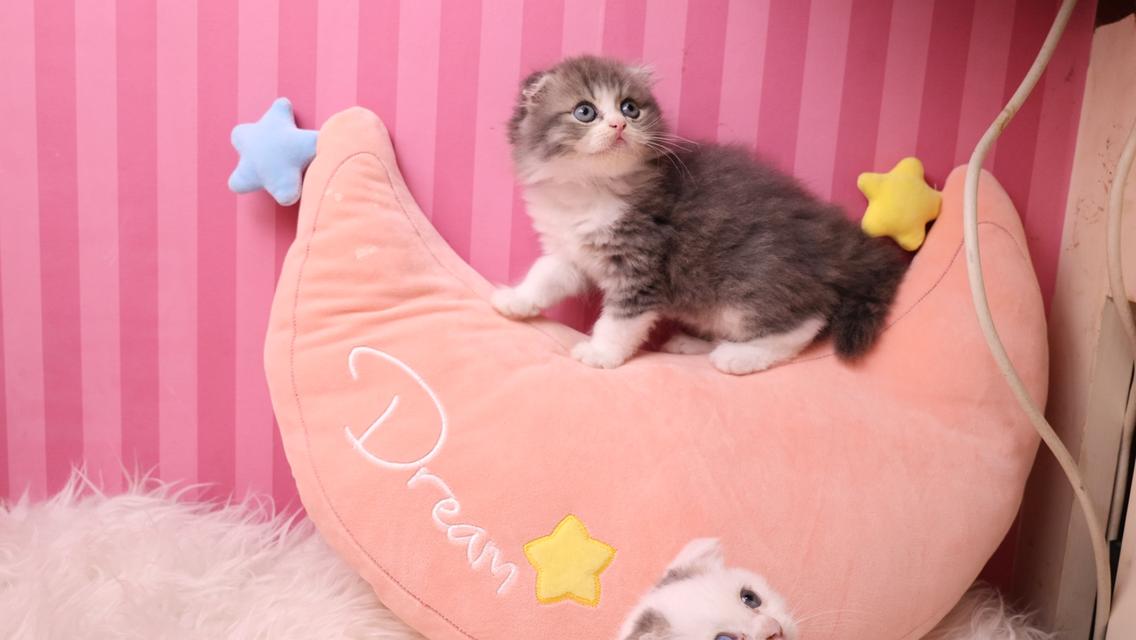 แมวScottish Fold หูพับ แท้